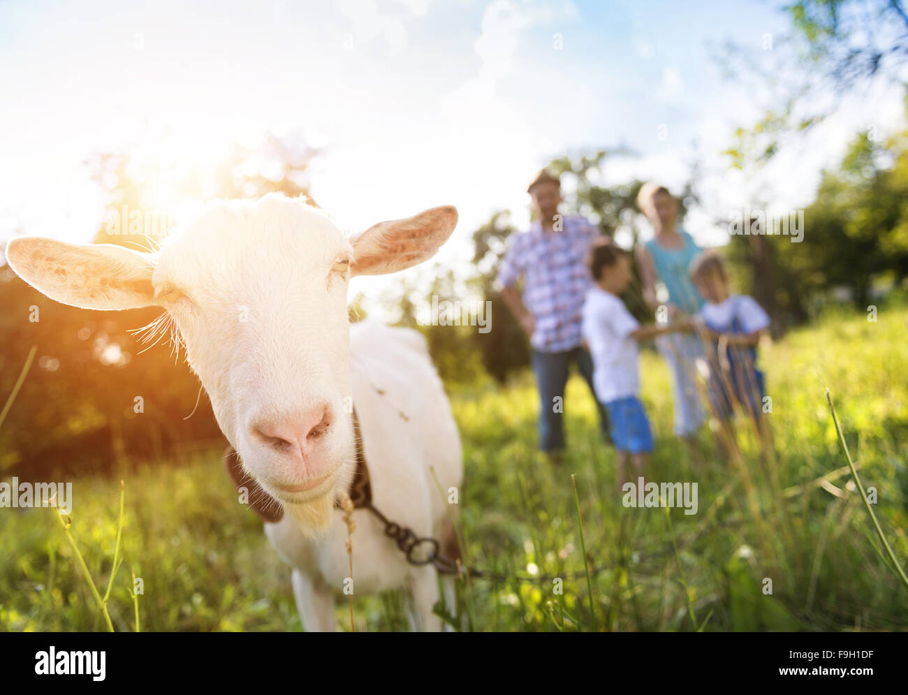 Happy young family spending time together outside in green nature with a goat. Stock Photo
