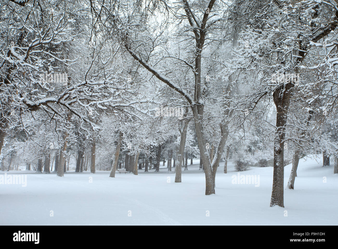 Snow covered trees and forest at Lindley Park in Bozeman, Montana Stock