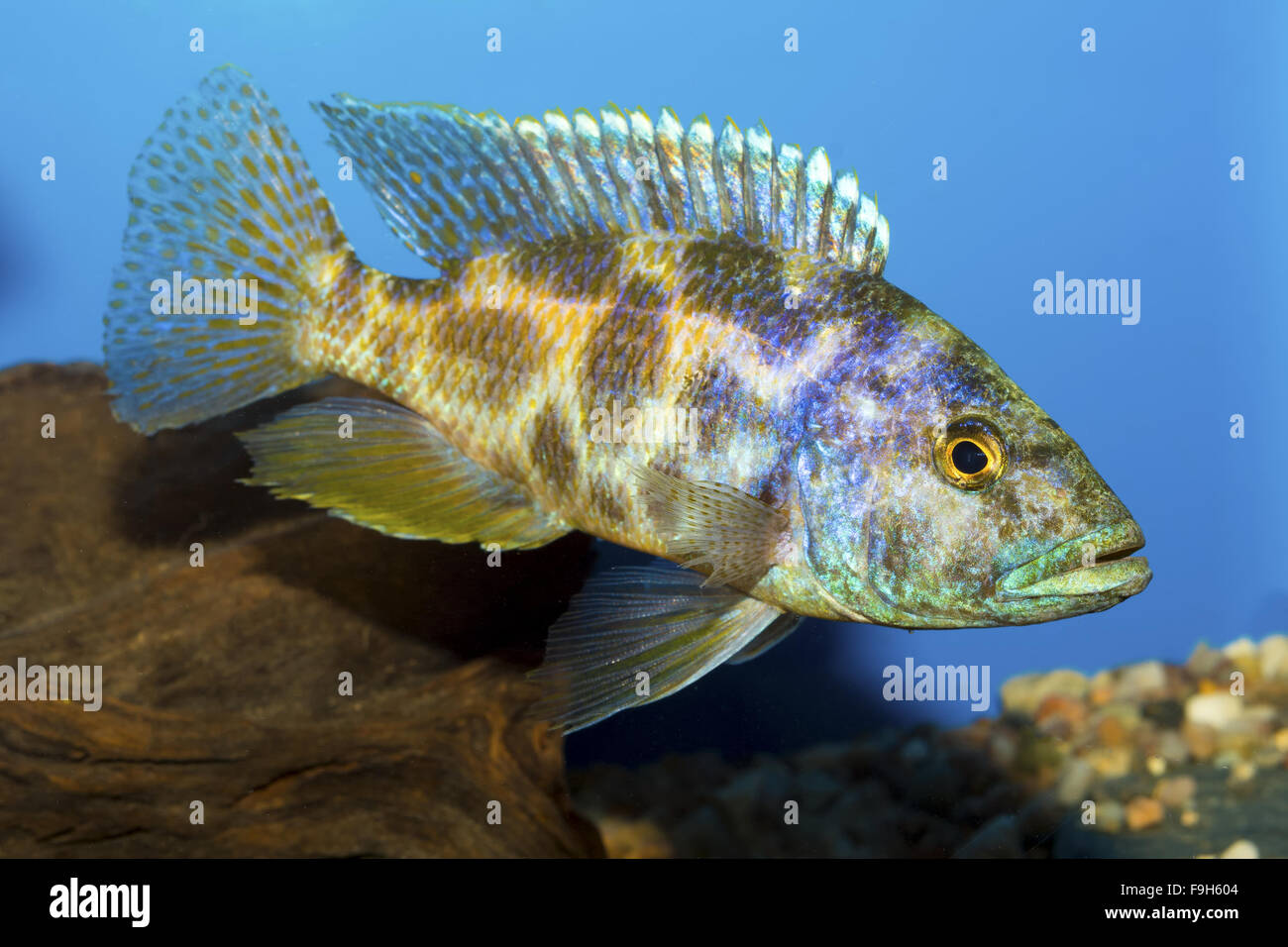 Cichlid fish from genus Nimbochromis in the aquarium Stock Photo