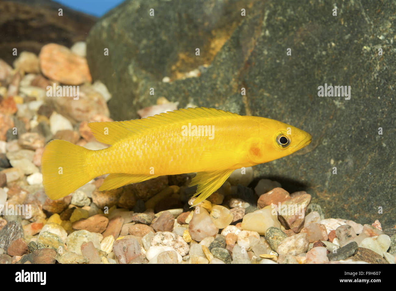 Cichlid fish from genus Neolamprologus in the aquarium Stock Photo