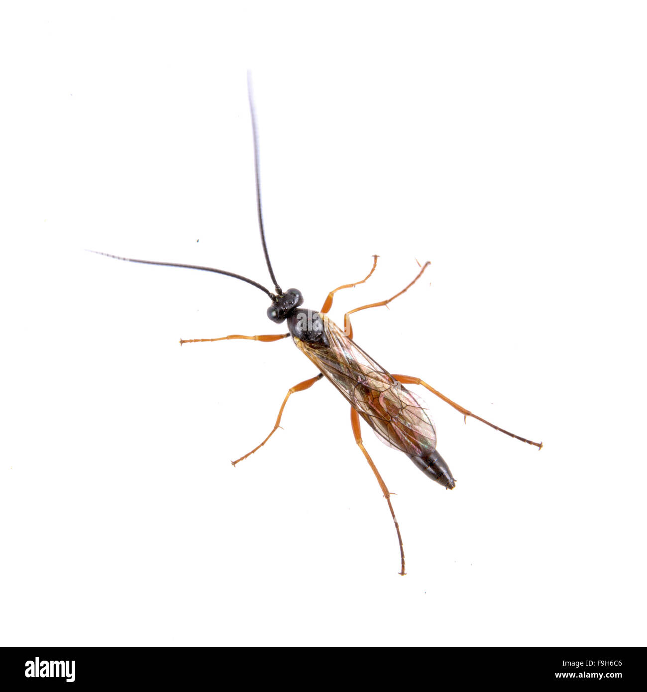 Black insect isolated on the white background Stock Photo - Alamy