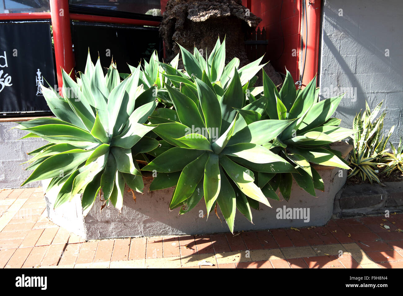Agave attenuata plants growing so well in full sun Stock Photo Alamy