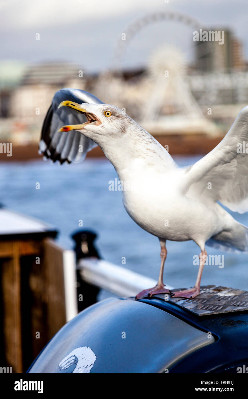 A Squawking Seagull, Brighton Pier, Brighton, Sussex, UK Stock Photo