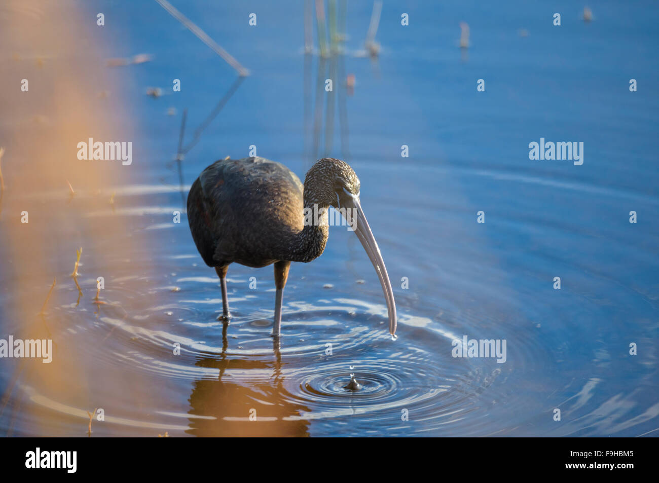 Glossy Ibis feeding, Merrit Island National WIldlife Refuge, FL Stock Photo