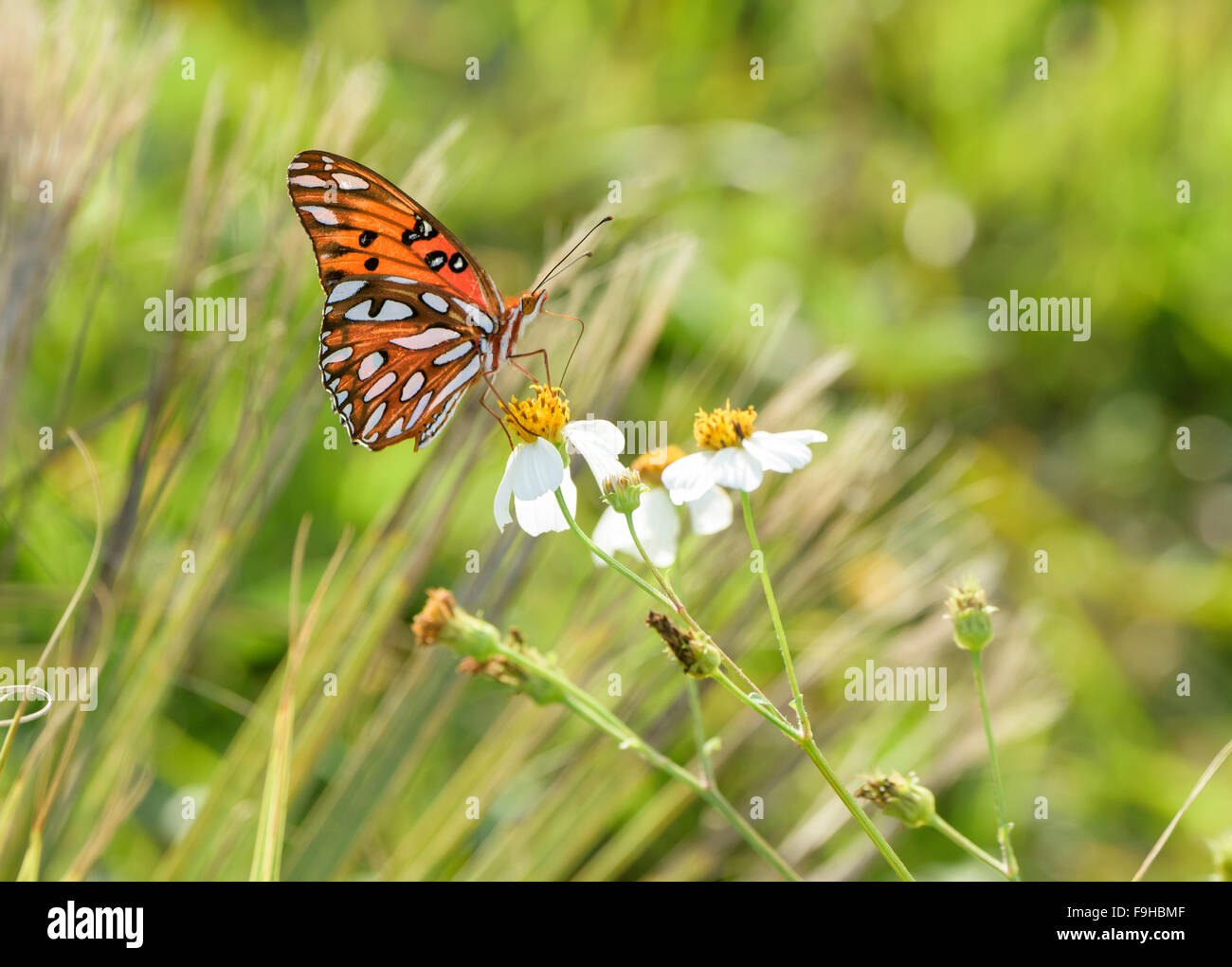 Fritillary butterfly on wildflowers Stock Photo