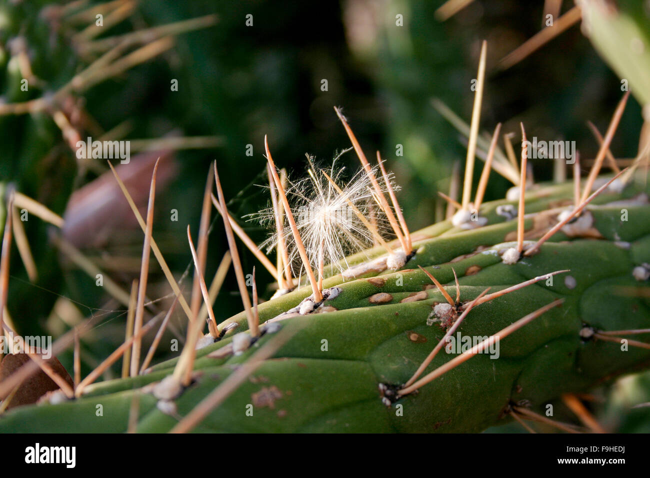 Dandelion catched between thorns of a Austrocylindropuntia subulata cactus. Closeup Stock Photo