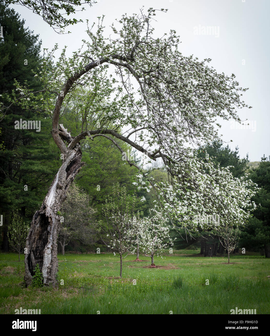 Apple trees united states hires stock photography and images Alamy