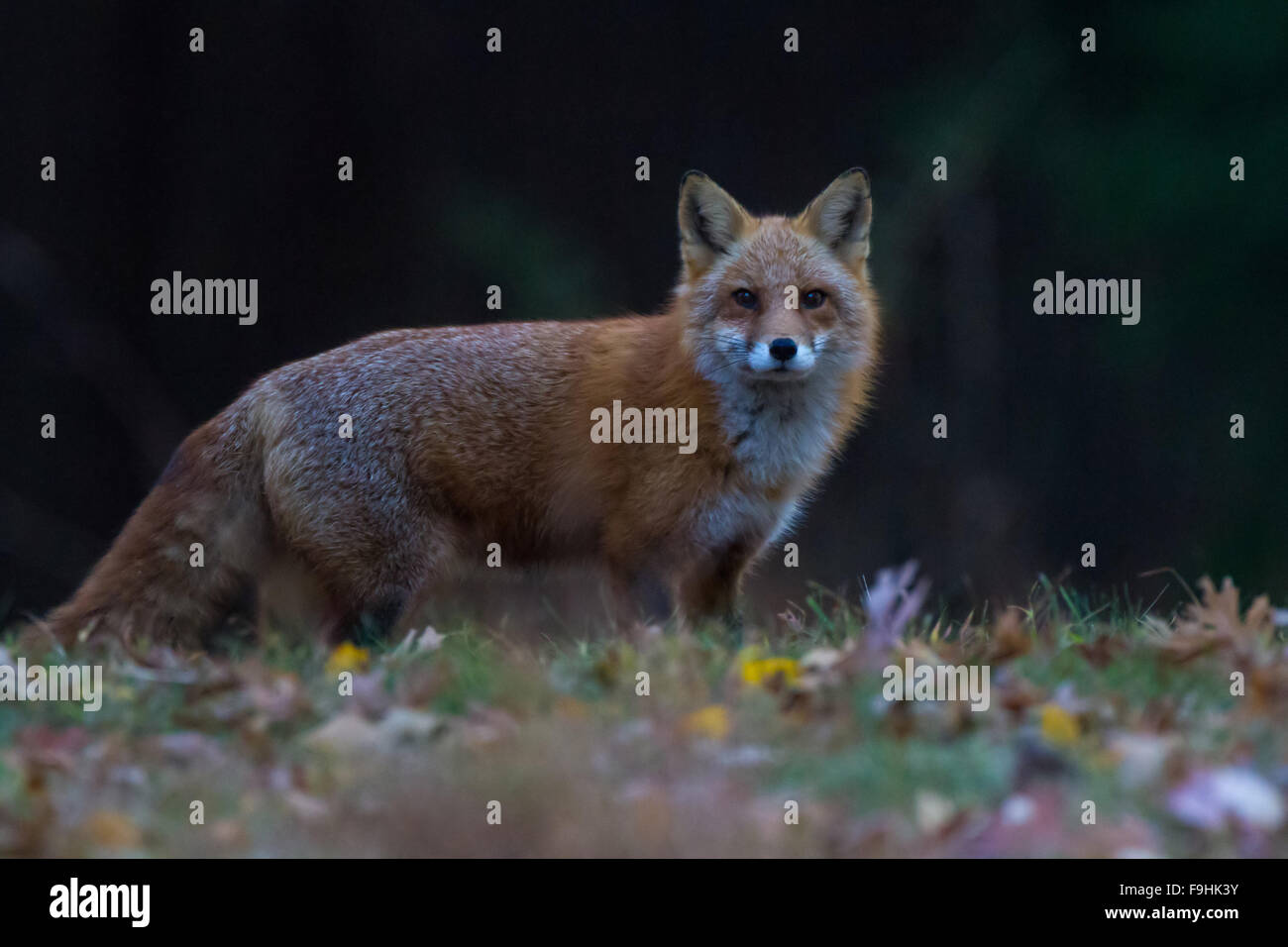 Ridge beast hi-res stock photography and images - Alamy