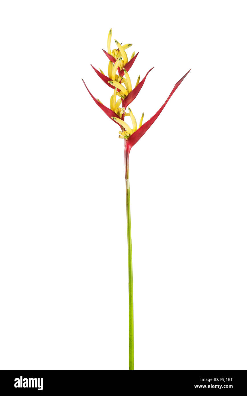 red-Yellow parakeet flower (Heliconia psittacorum) isolated on white background Stock Photo