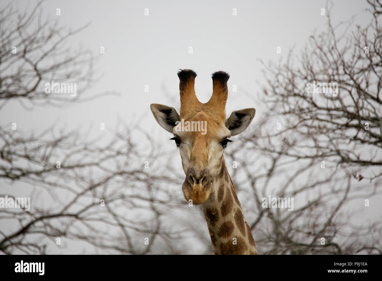 Closeup of a Cape Giraffe (Giraffa camelopardalis giraffa) at the Greater Kruger National Park, South Africa, Africa Stock Photo