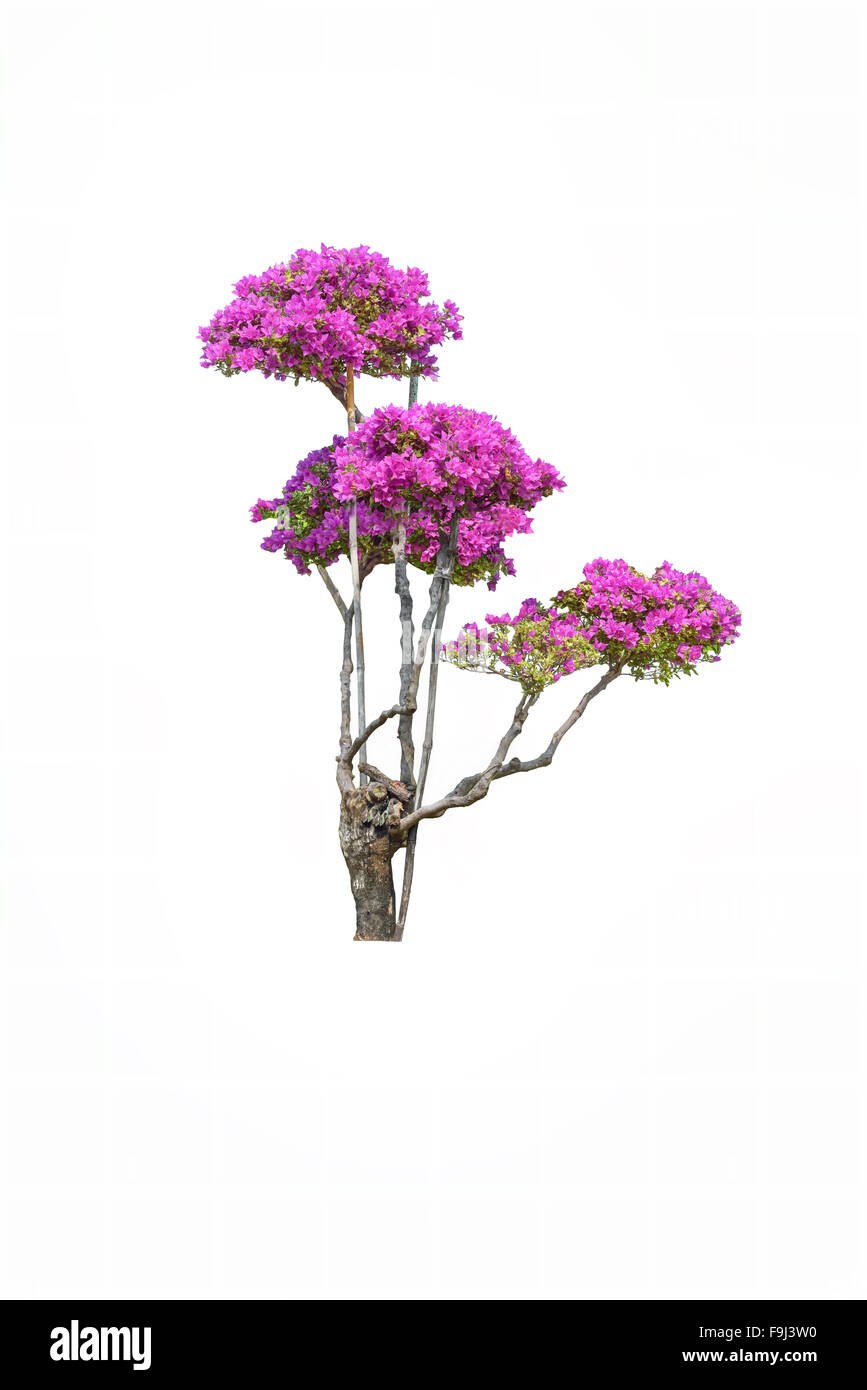bougainvilleas tree ,Tree in Thailand ,isolated on white background Stock Photo