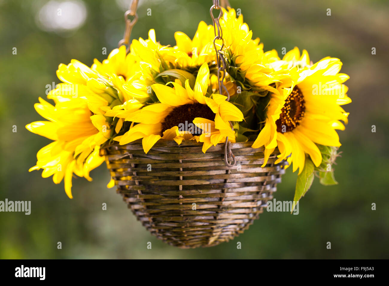 Slunecnice hi-res stock photography and images - Alamy