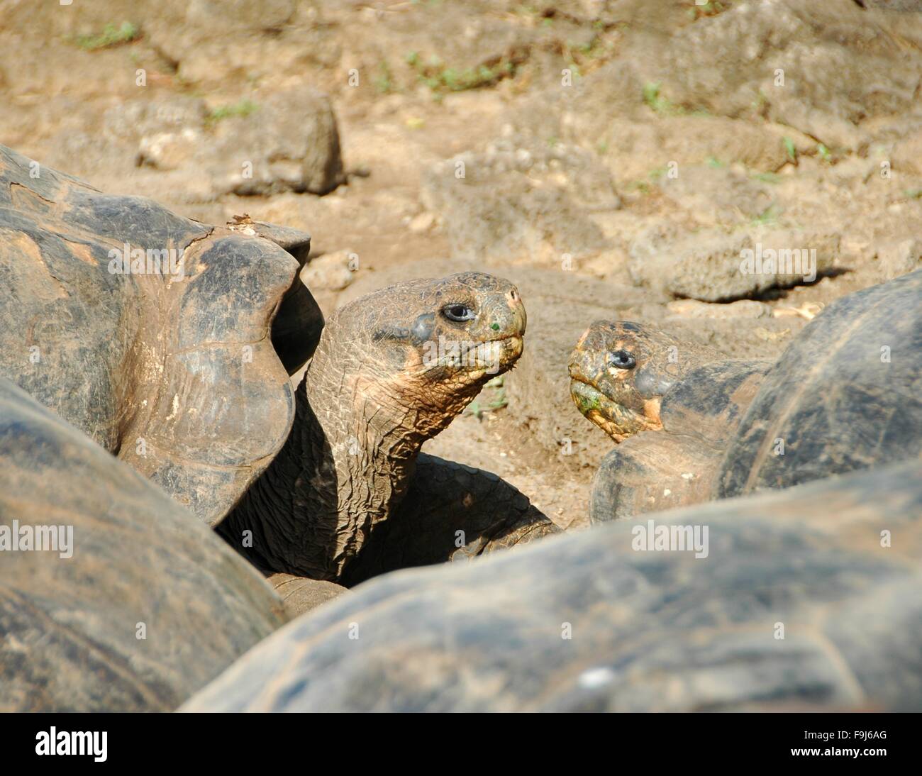 Galapagos Giant Tortoises at Darwin Station on Santa Cruz Island, Galapagos, Ecuador. Stock Photo