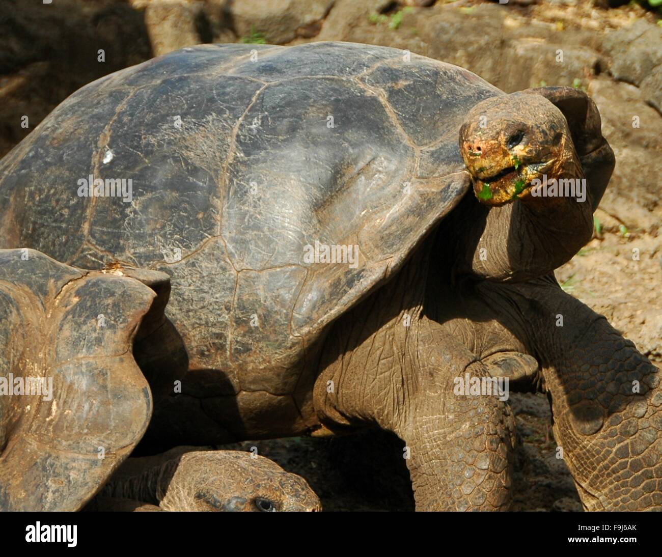 Galapagos Giant Tortoises at Darwin Station on Santa Cruz Island, Galapagos, Ecuador. Stock Photo