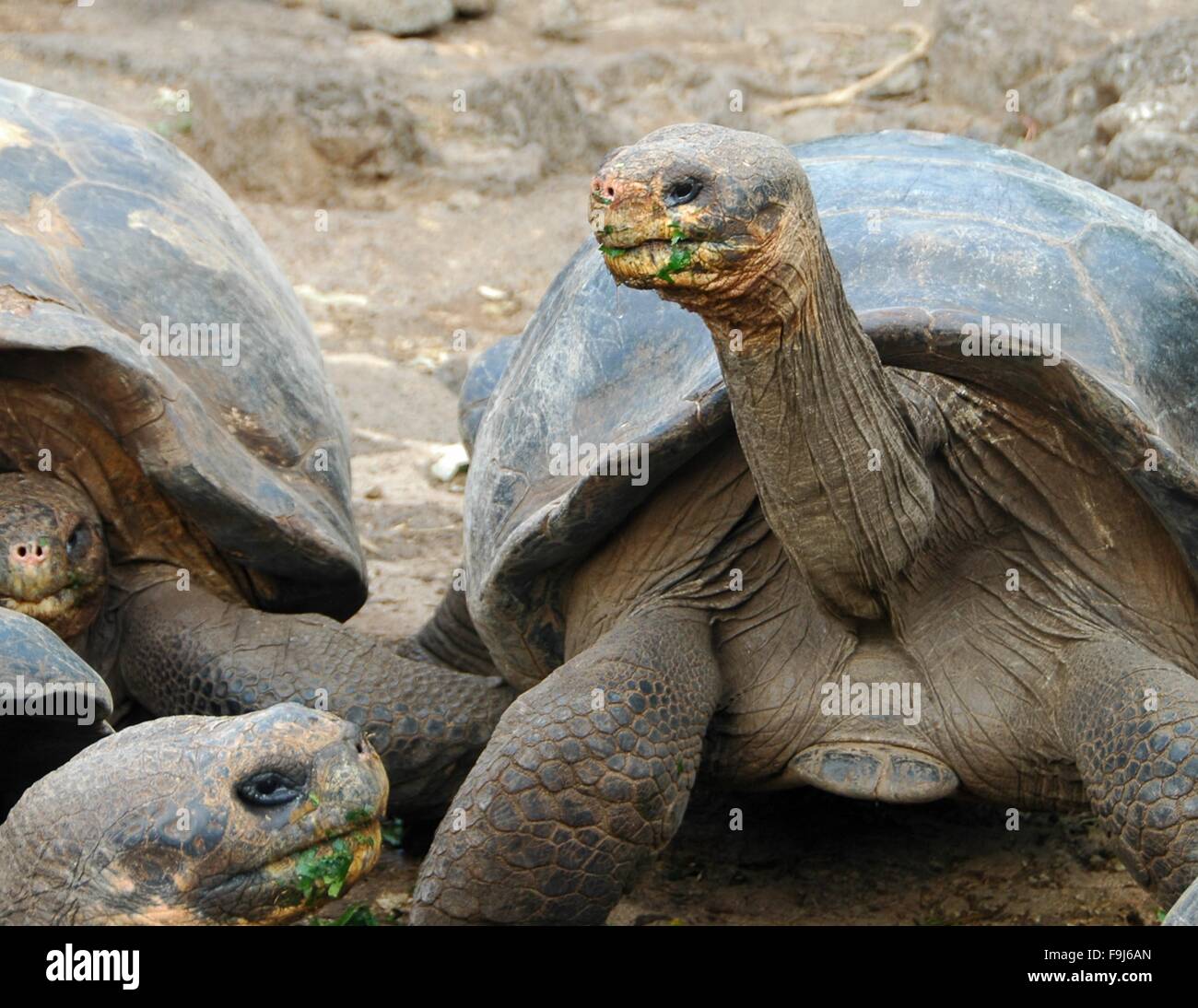 Galapagos Giant Tortoises at Darwin station on Santa Cruz Island, Galapagos, Ecuador. Stock Photo
