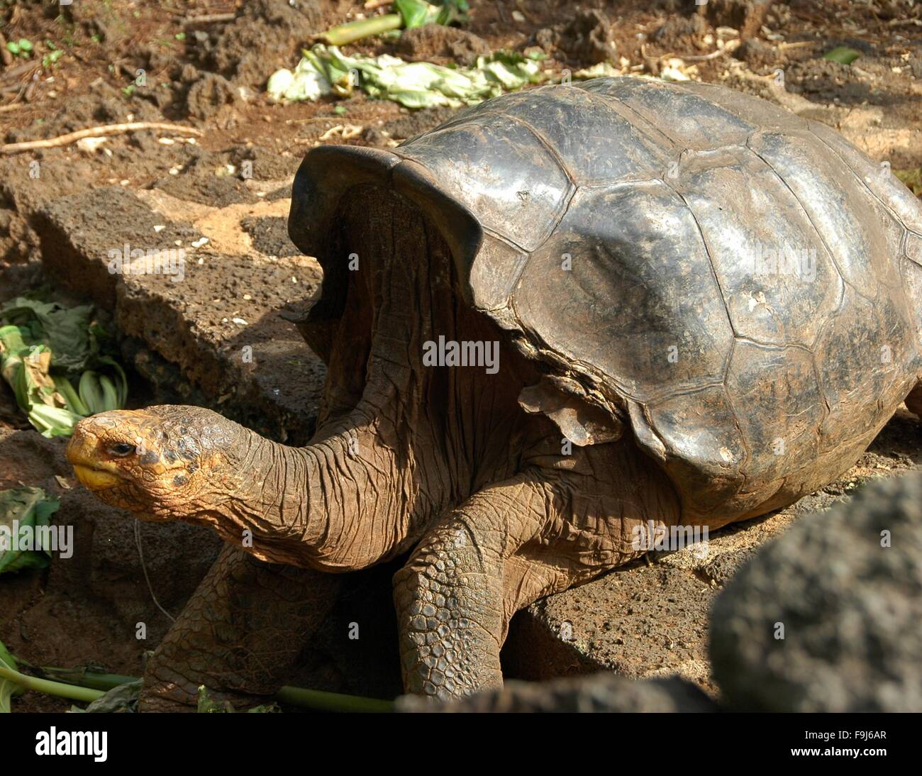 A Galapagos Giant Tortoise at Darwin Station on Santa Cruz Island, Galapagos, Ecuador. Stock Photo