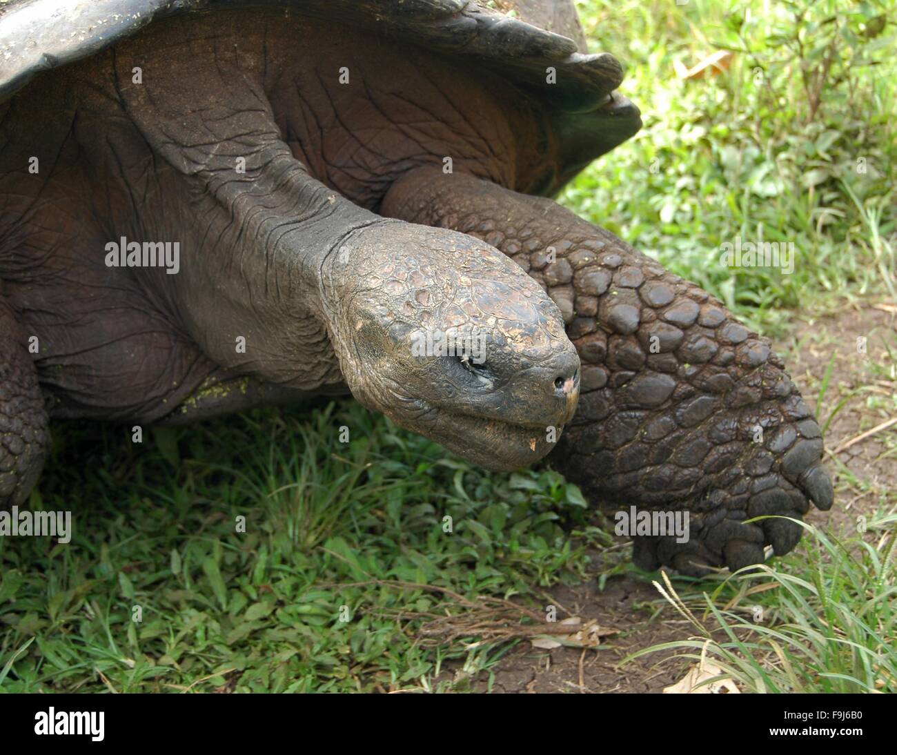 A Galapagos Giant Tortoise at Darwin Station on Santa Cruz Island, Galapagos, Ecuador. Stock Photo