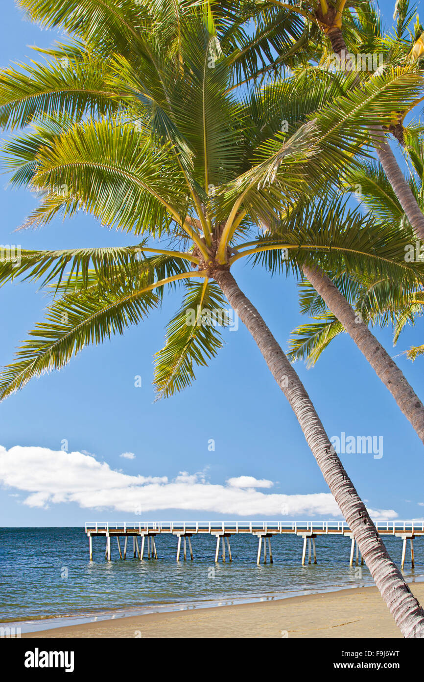 Australia beach scene of jetty with coconut trees Stock Photo Alamy
