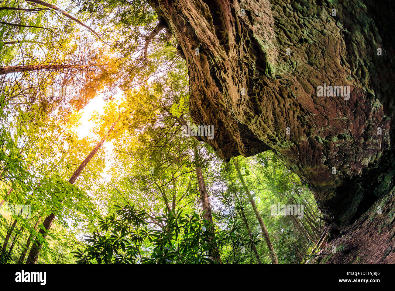 Looking up limestone cliff and the trees in Daniel Boone National Forest in Kentucky Stock Photo