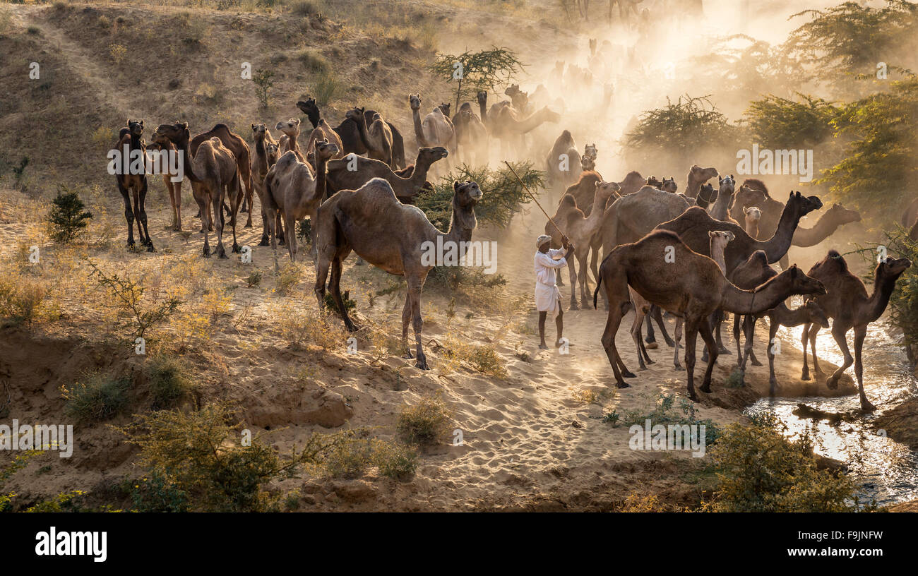 Camels on the way to Pushkar Mela at sunset, camel market, Pushkar, Rajasthan, India Stock Photo