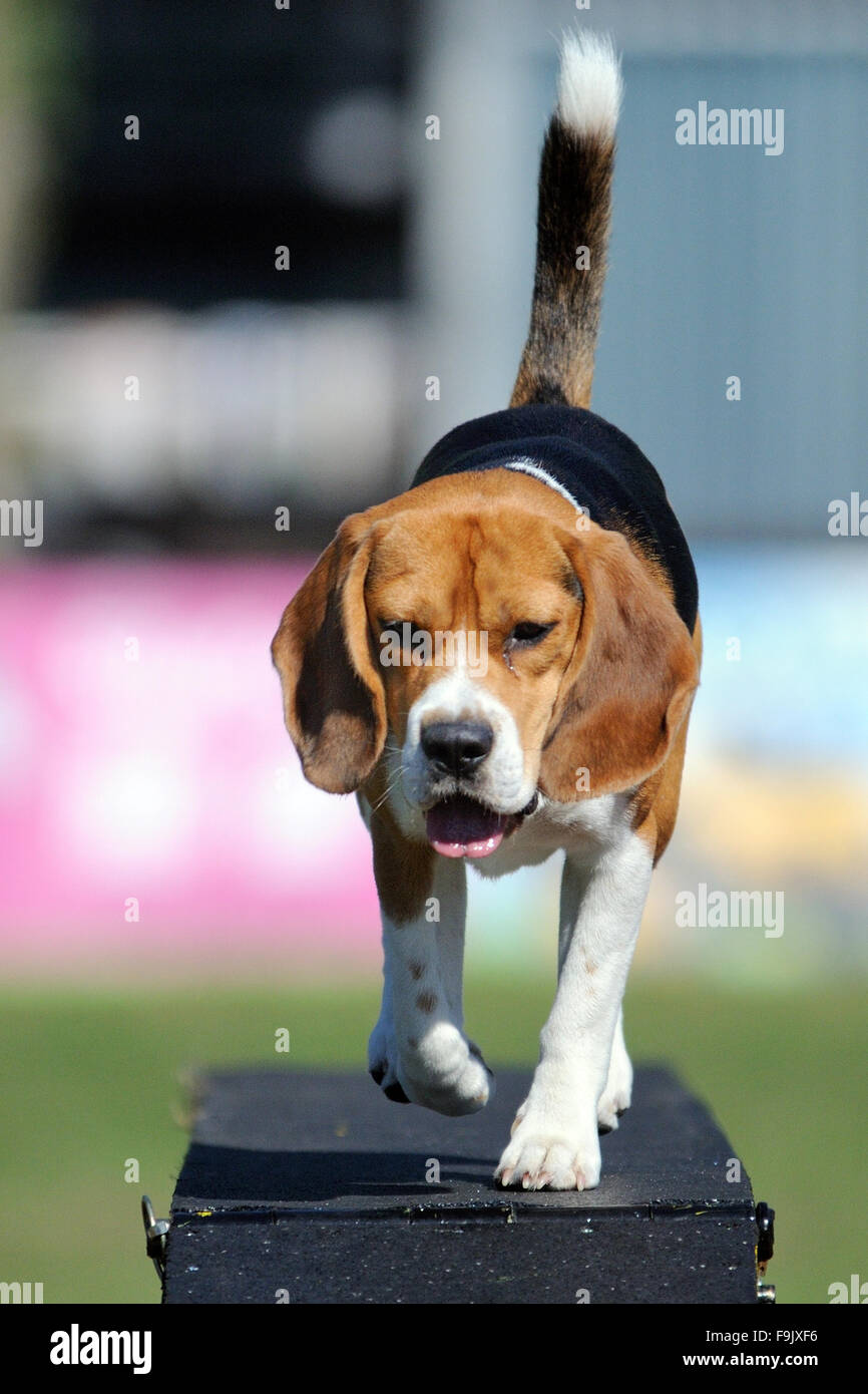 Dog Agility, Beagle Stock Photo Alamy