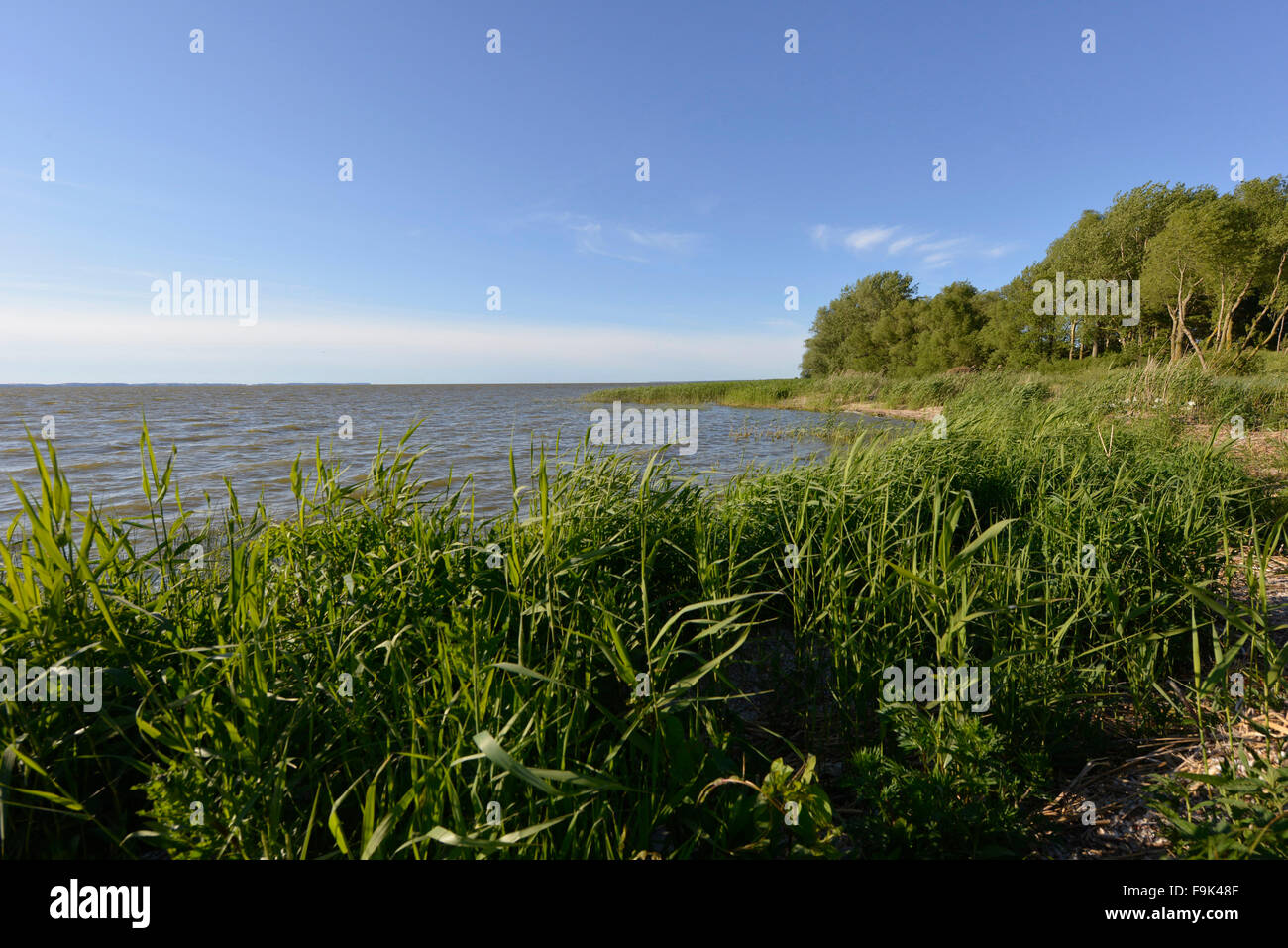 reed bed at vente, vente cape (ventes ragas), nemunas delta, curonian lagoon (kursiu marios), lithuania Stock Photo