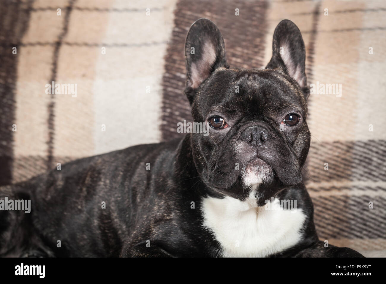 Dog Breed French Bulldog Lying On A Sofa Stock Photo 92008668 Alamy
