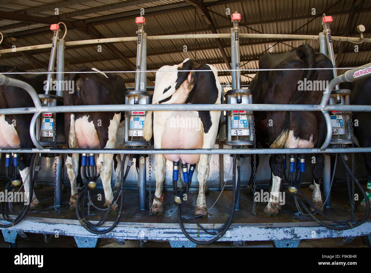 Cows being milked by a milk machine on a rotating platform designed for
