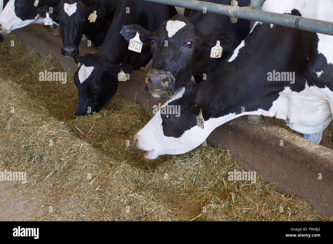 Cows feeding on a dairy farm, Darling, South Africa Stock Photo Alamy
