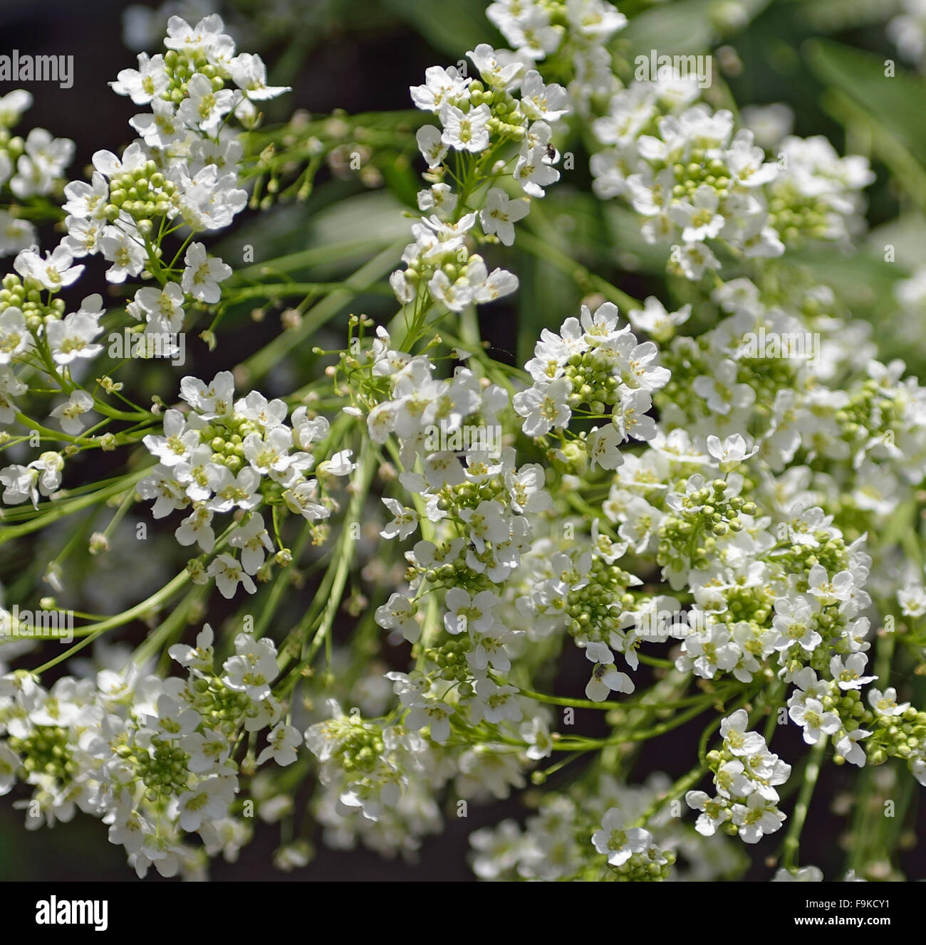 Closeup of bright white flowers of horseradish in sunlight as natural