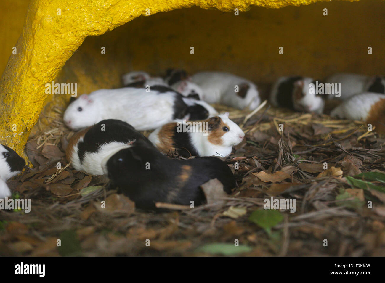 Guinea pigs. National trust nature central zoo, Nepal Stock Photo - Alamy
