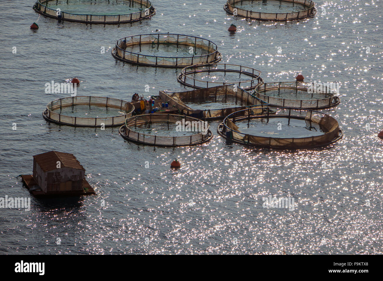Fish farm with circular nets off Kalymnos, Greece Stock Photo Alamy
