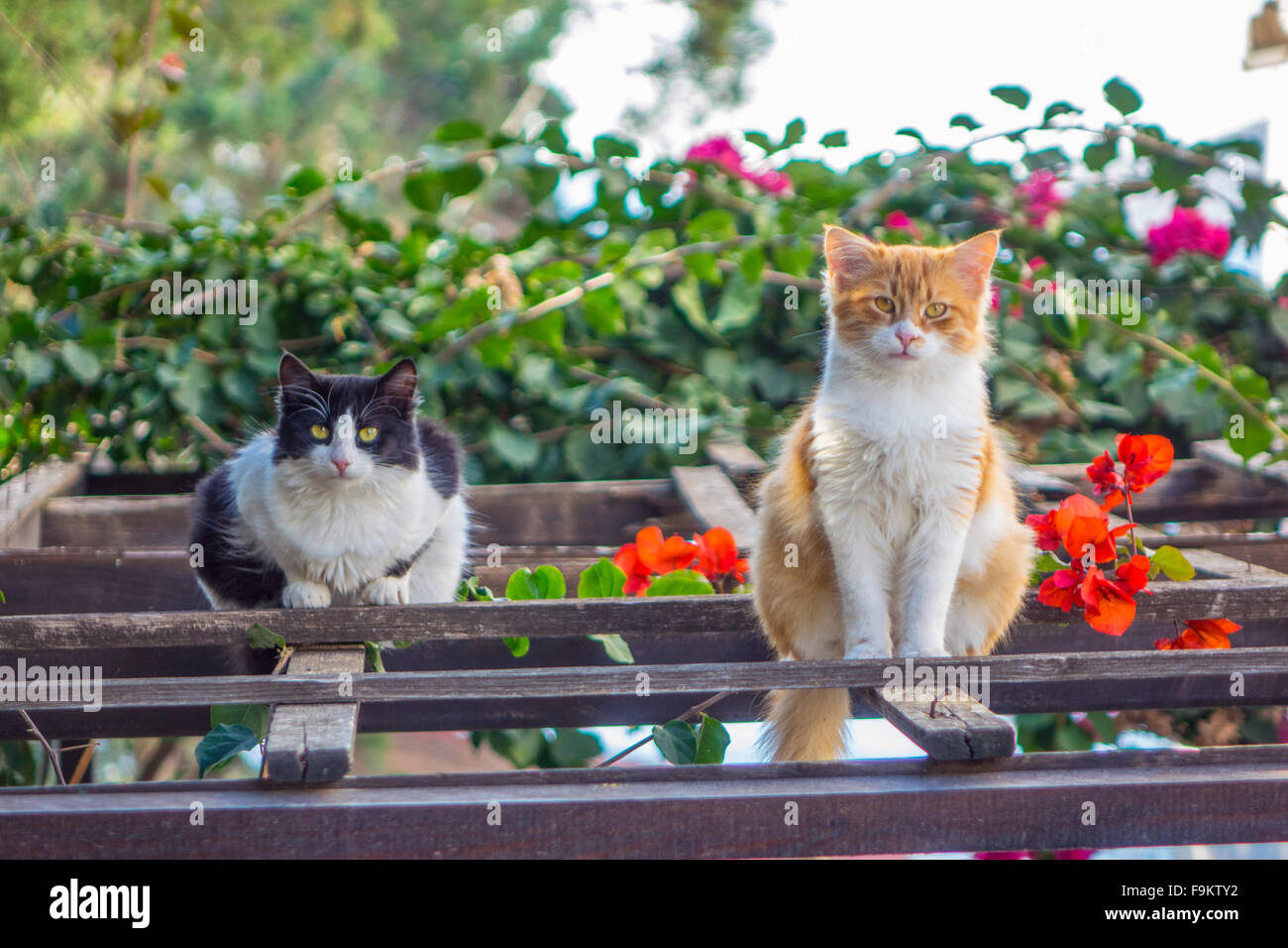 Two feral cats looking at camera sat on wooden trellis with