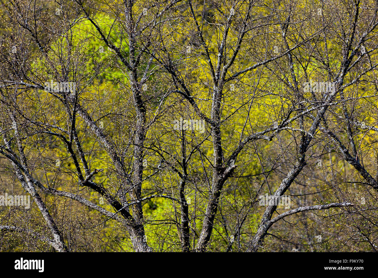 Spring variations of green colors. Stock Photo