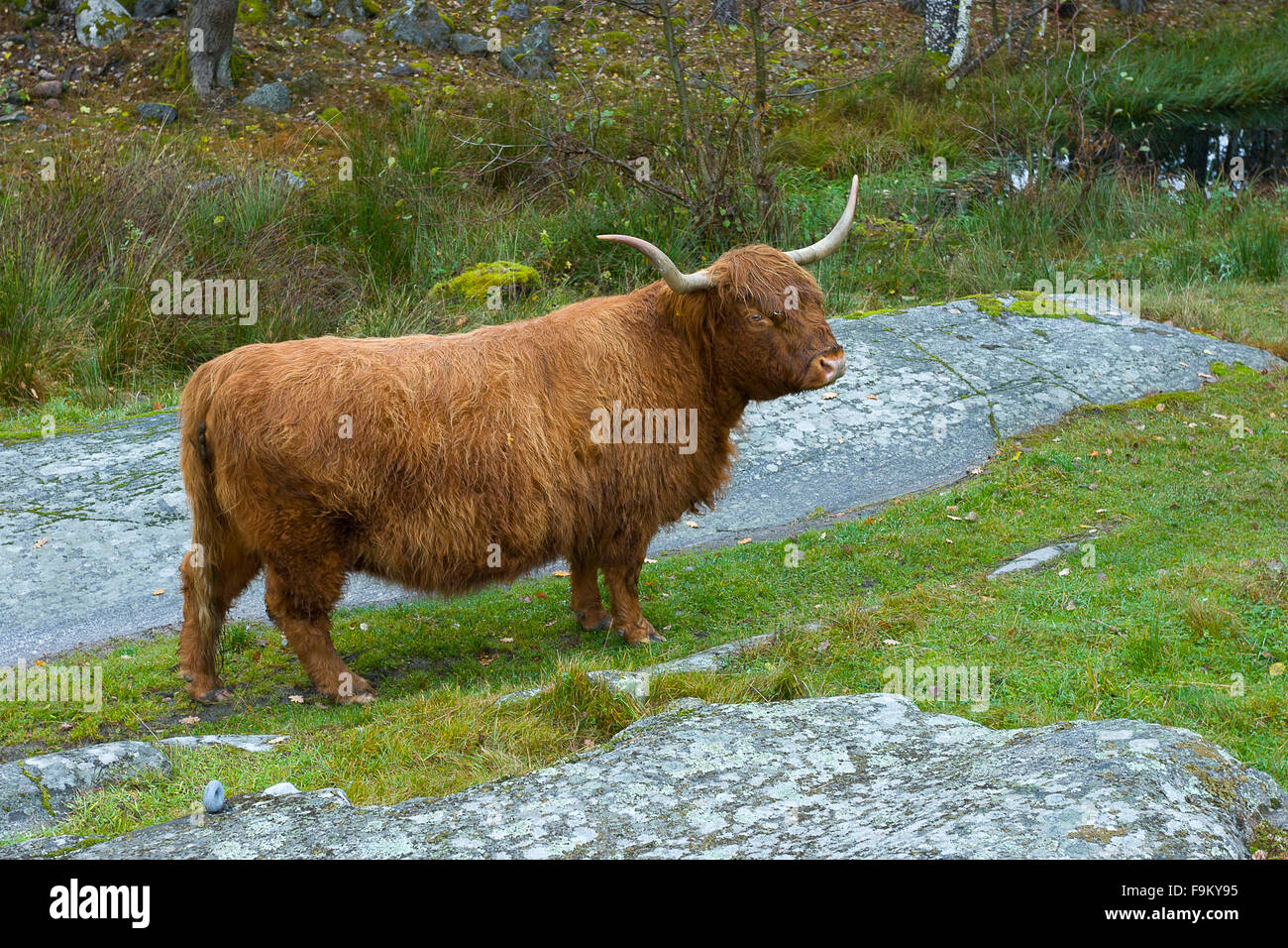 Brown bull in a meadow, Sävö Island. Sweden. Stock Photo