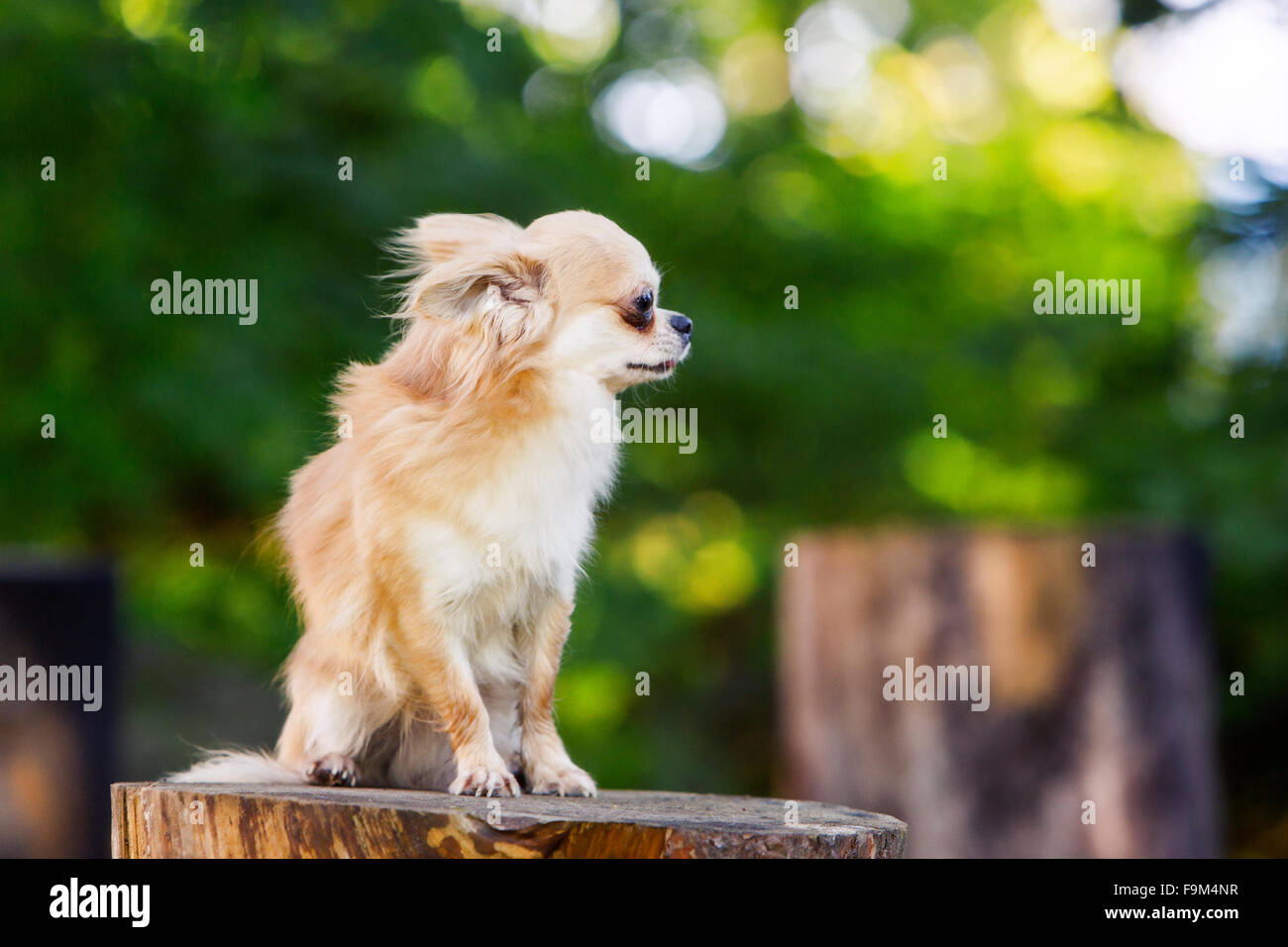 The brave and strong fluffy chihuahua toy Stock Photo