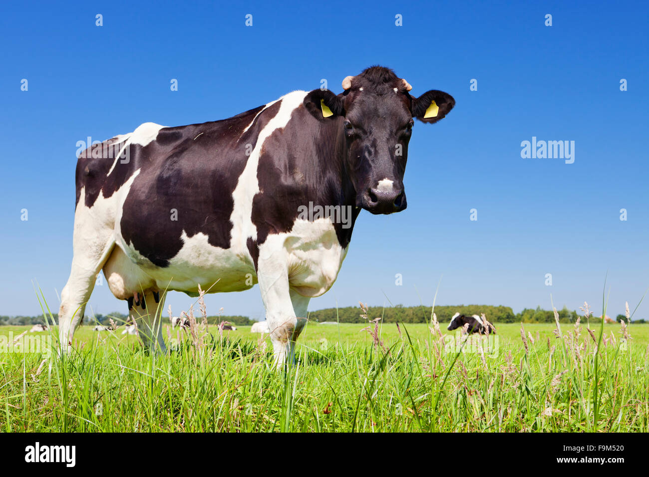 Black and white cow in a grassy field on a bright and sunny day in The ...