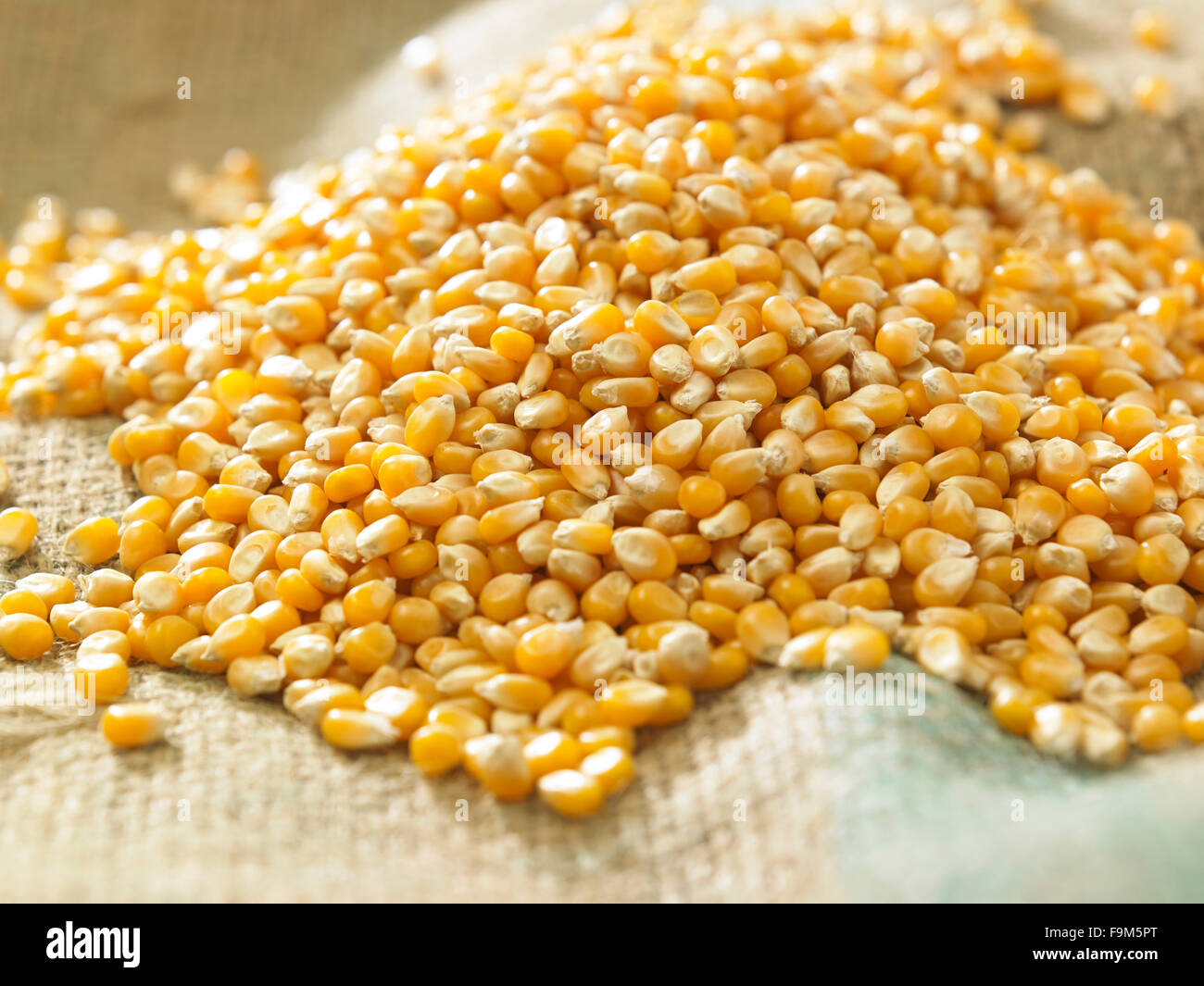 maize corn on the sack cloth Stock Photo