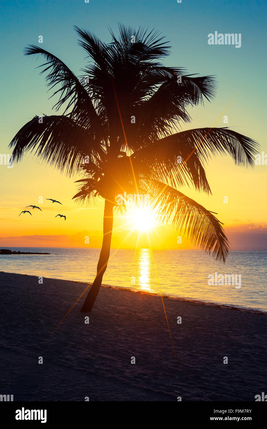 Palm tree on a beach at sunset Stock Photo - Alamy