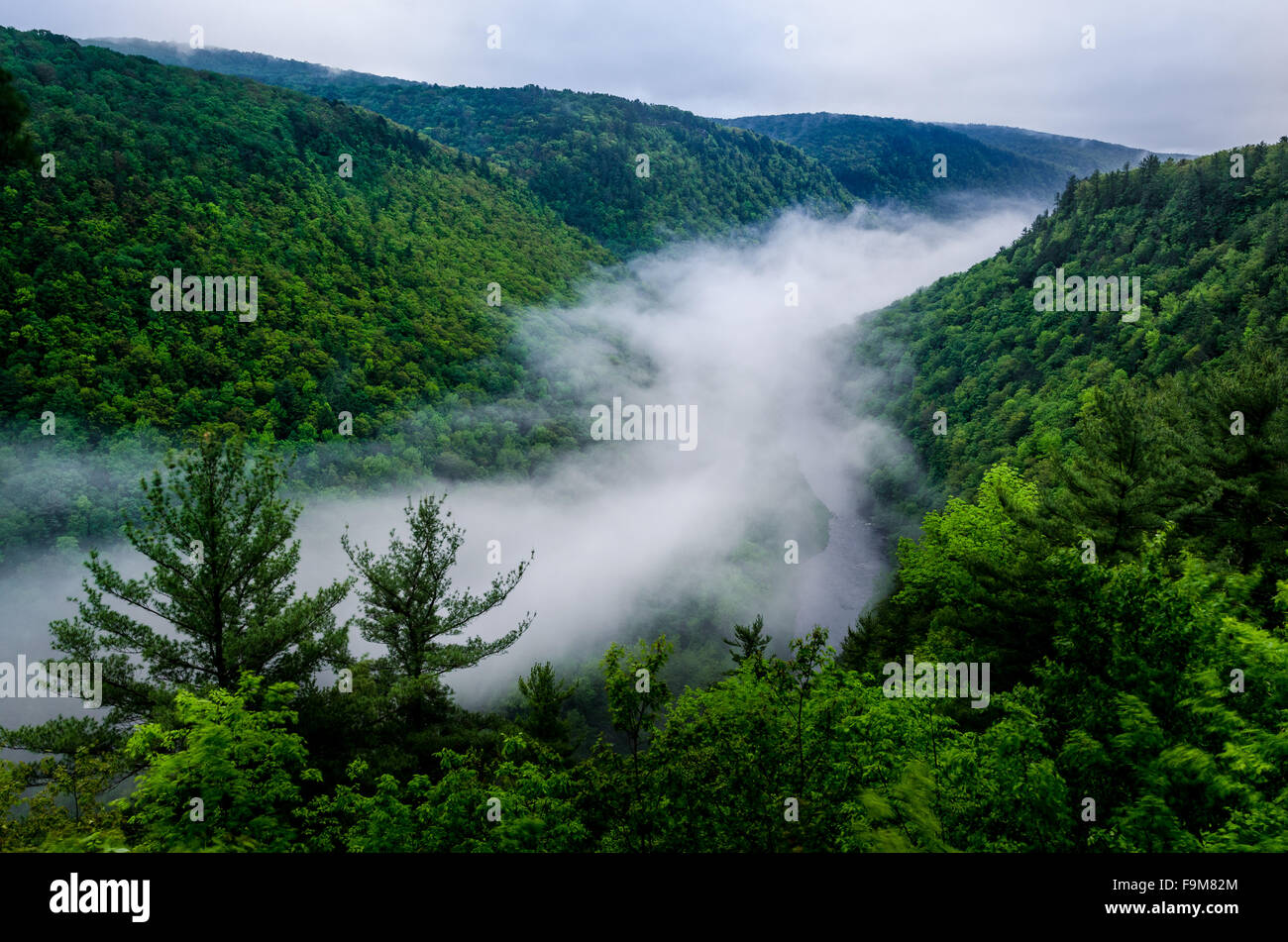 The Grand Canyon of Pennsylvania carved by Pine Creek in Pennsylvania   Pine Stock Photo