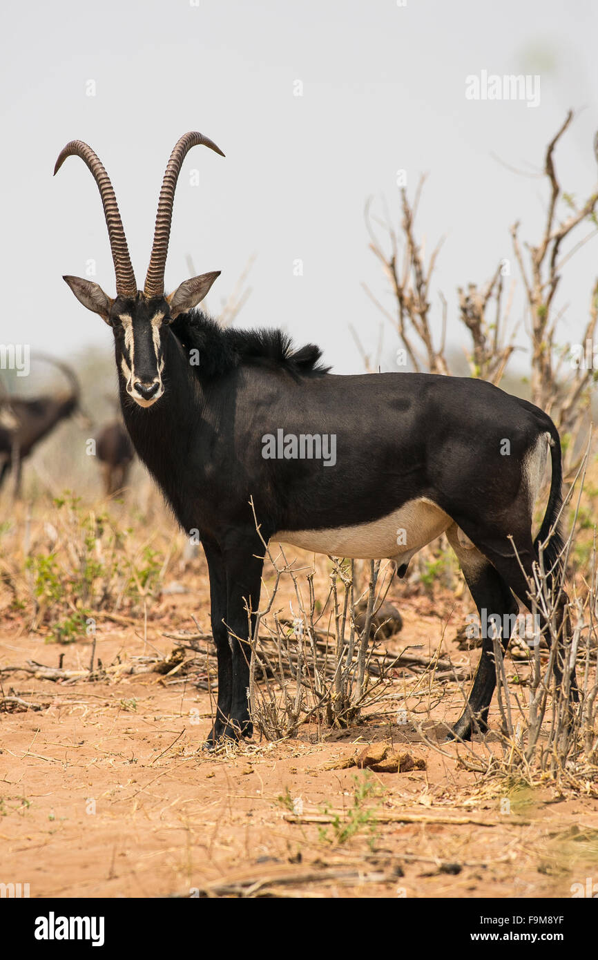 A solitary adult male sable antelope ((Hippotragus niger), Chobe National Park, Botswana, Africa Stock Photo