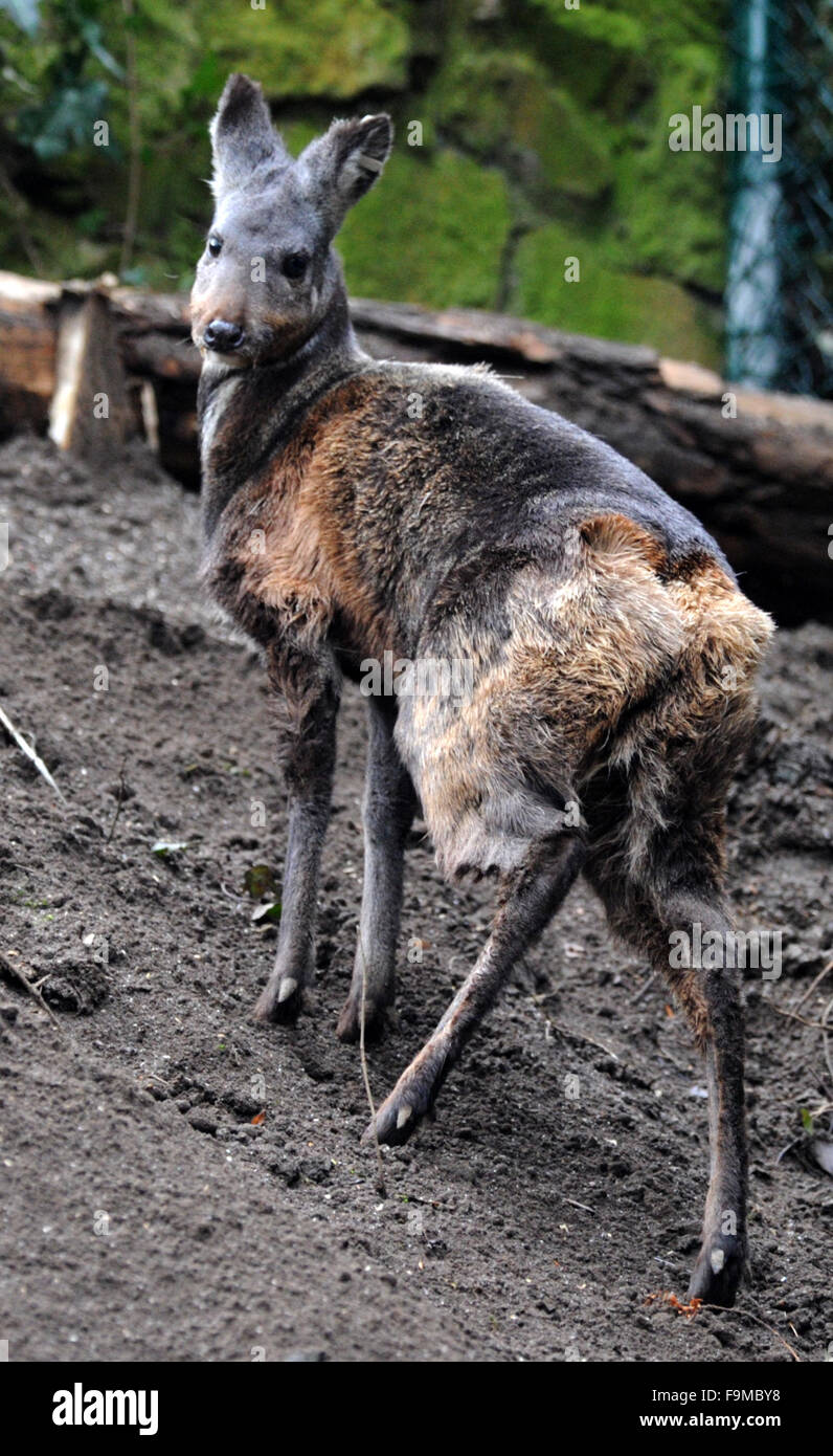 Moschus Moschiferus Stock Photos & Moschus Moschiferus Stock Images - Alamy