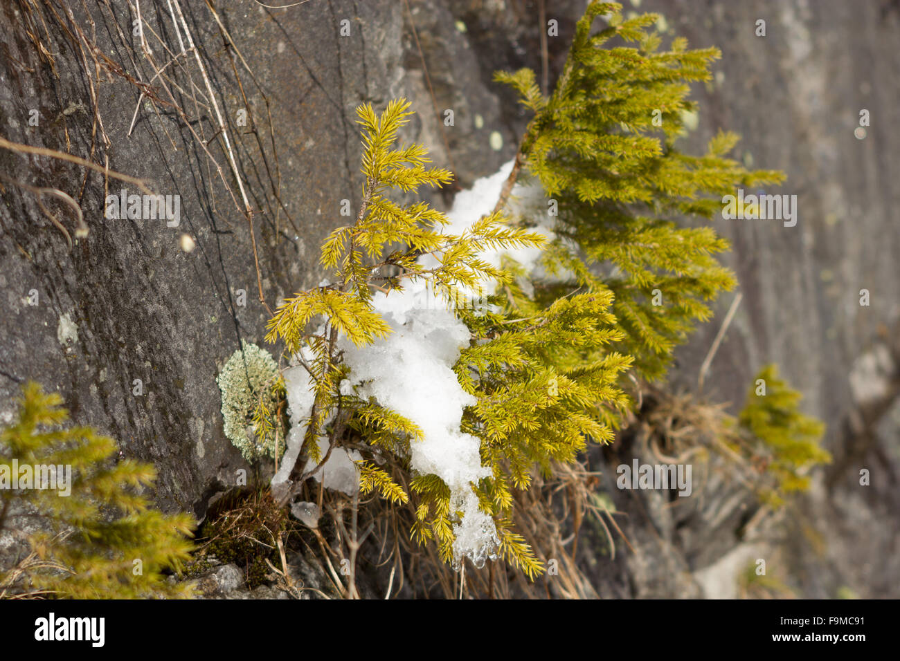 Small trees and colorful moss grow on coastal rock,melting snow. spring season in austria alps. Stock Photo