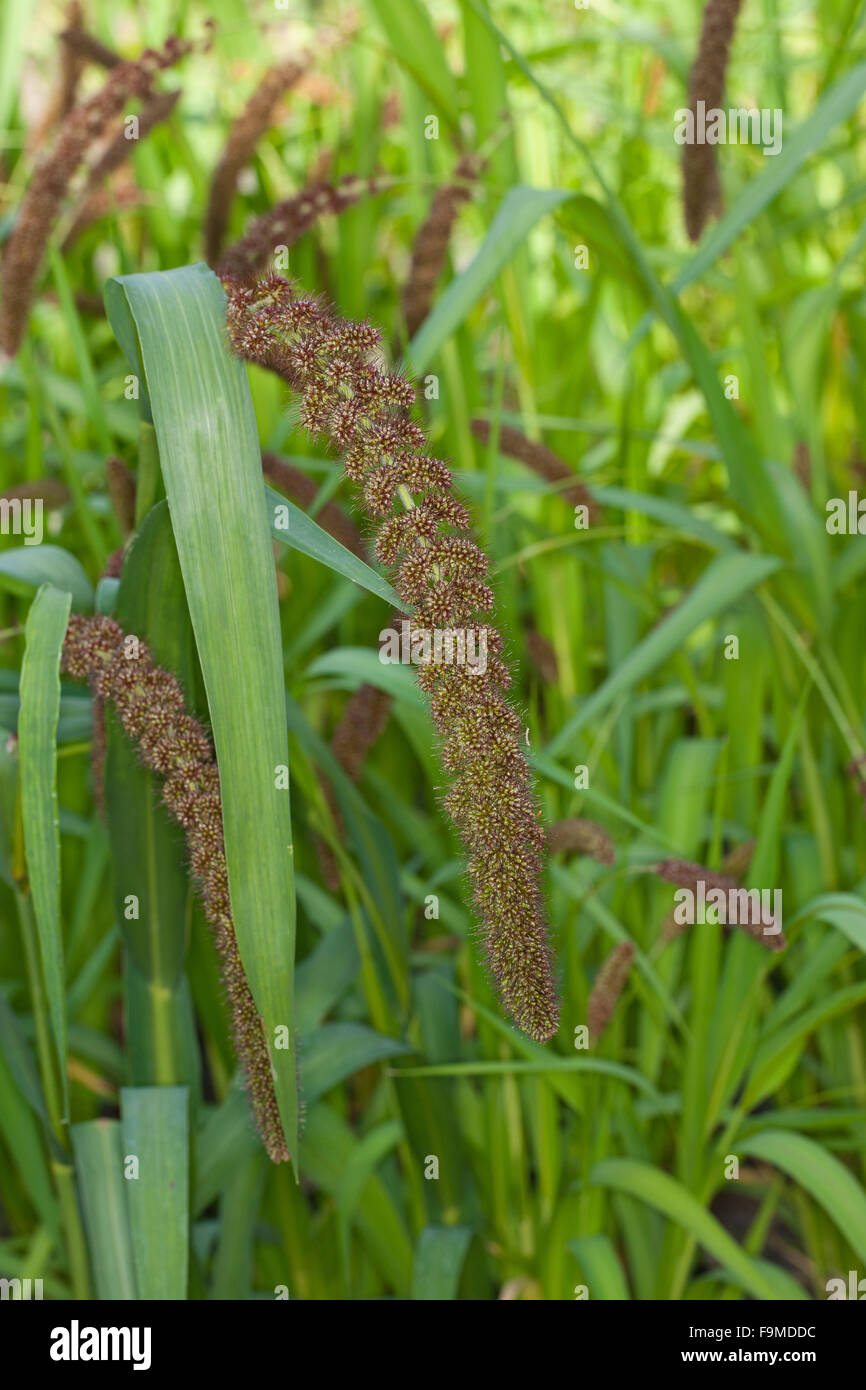 Foxtail millet, German millet, Bristle Grass, Kolbenhirse, KolbenHirse