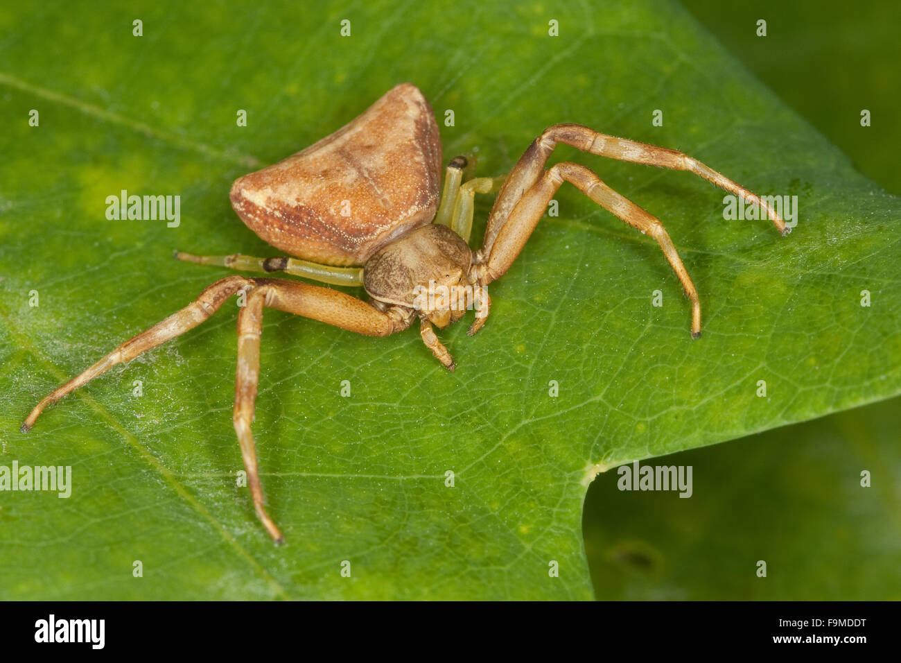 Crab spider, female, Krabbenspinne, Weibchen, Pistius truncatus