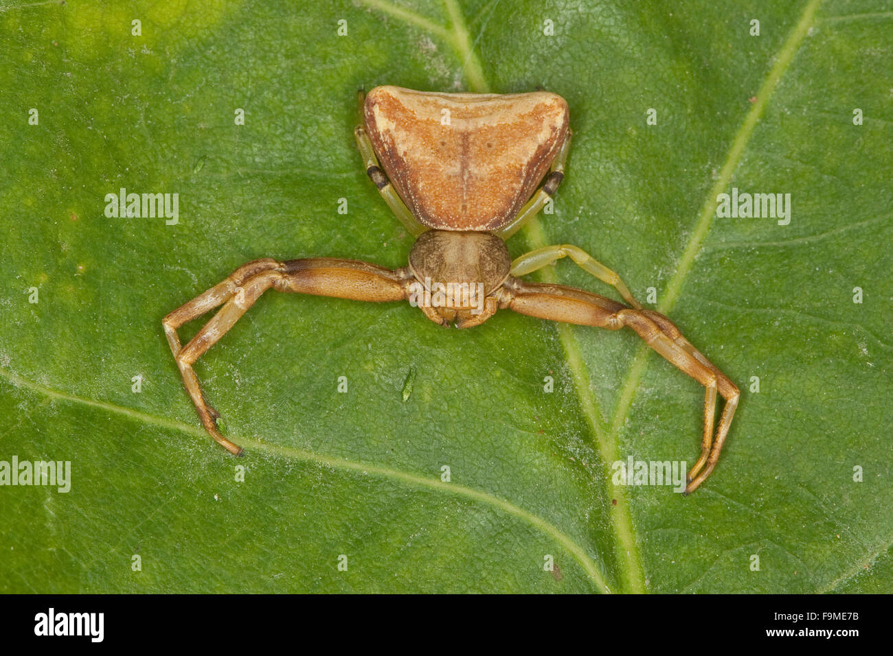 Crab spider, female, Krabbenspinne, Weibchen, Pistius truncatus, Krabbenspinnen, Thomisidae, crab spiders Stock Photo