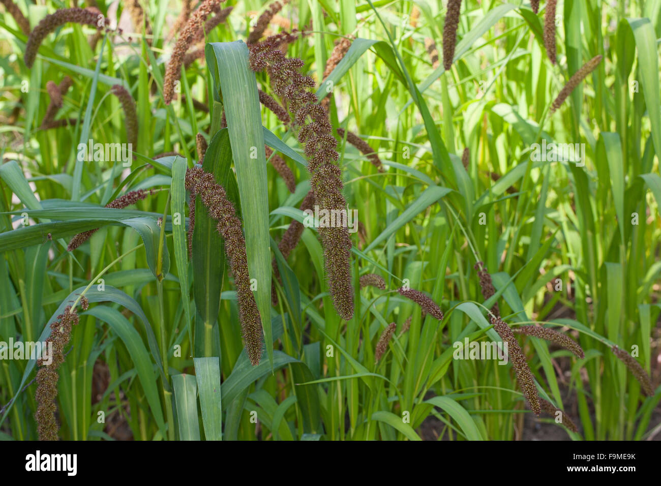 Foxtail millet, German millet, Bristle Grass, Kolbenhirse, Kolben-Hirse, Hirse, Borstenhirse, Setaria italica, Panicum italicum Stock Photo