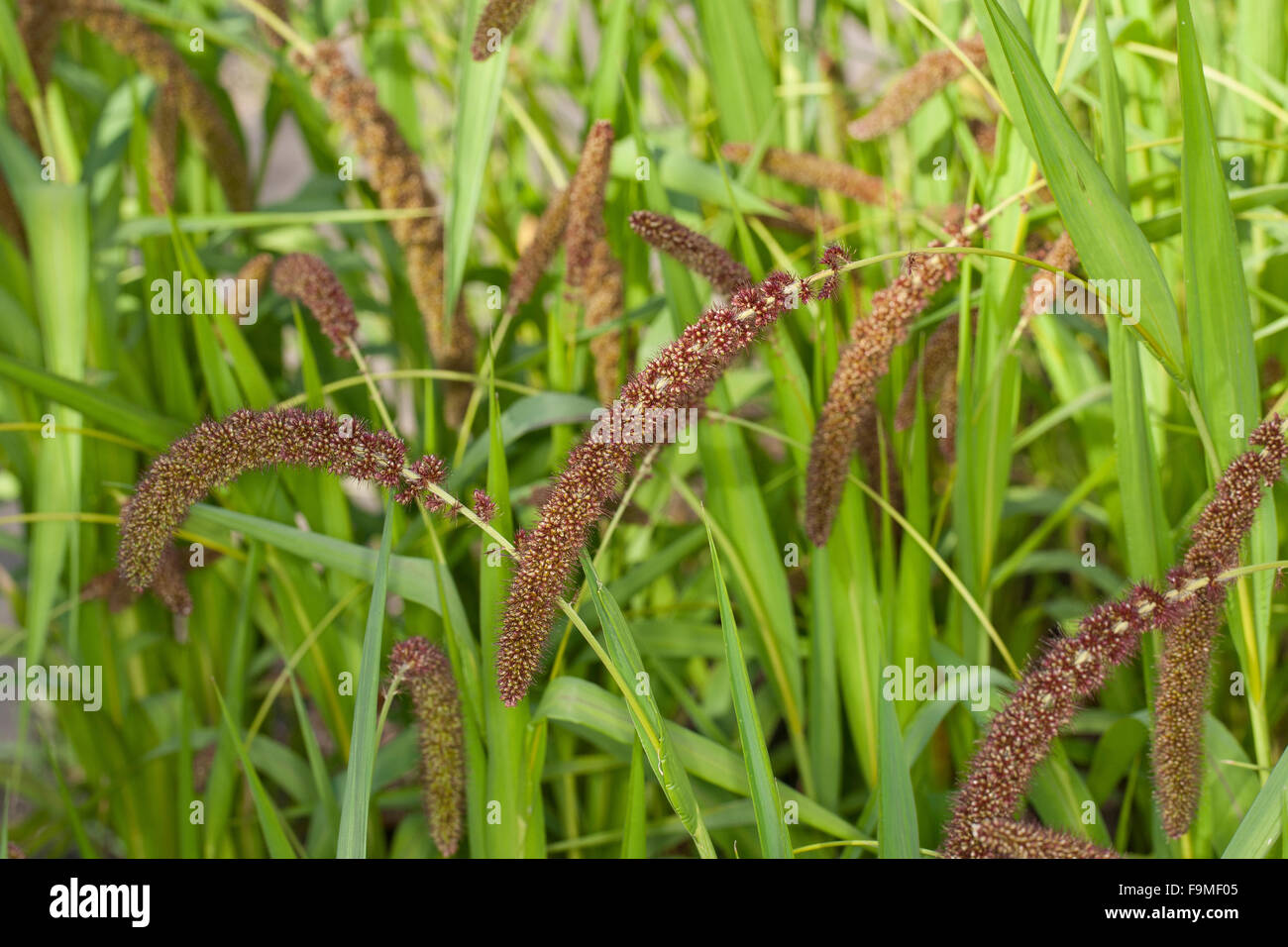 Foxtail millet, German millet, Bristle Grass, Kolbenhirse, KolbenHirse