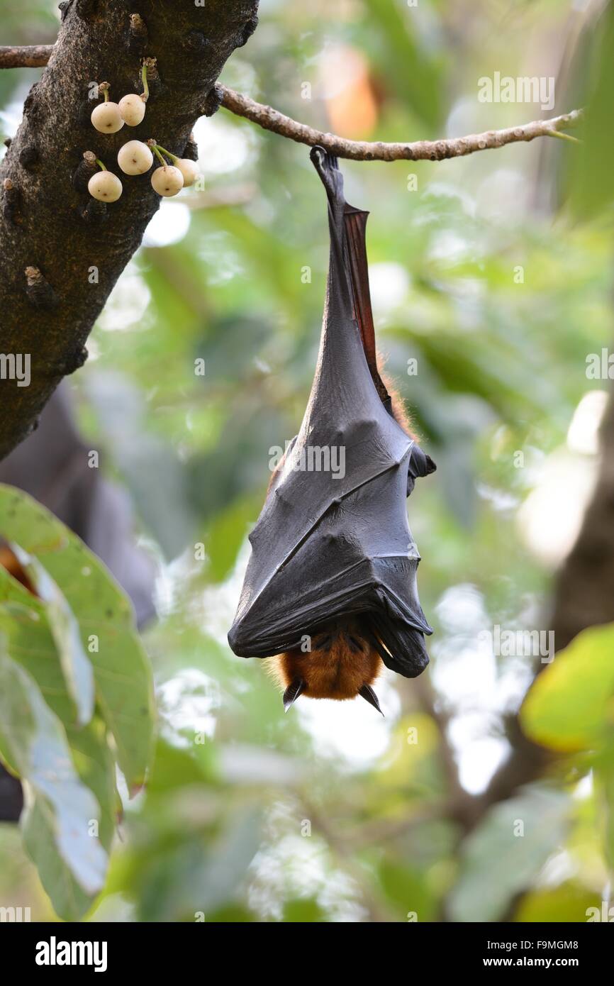 beautiful lyie's flyingfox sleeping in the tree Stock Photo