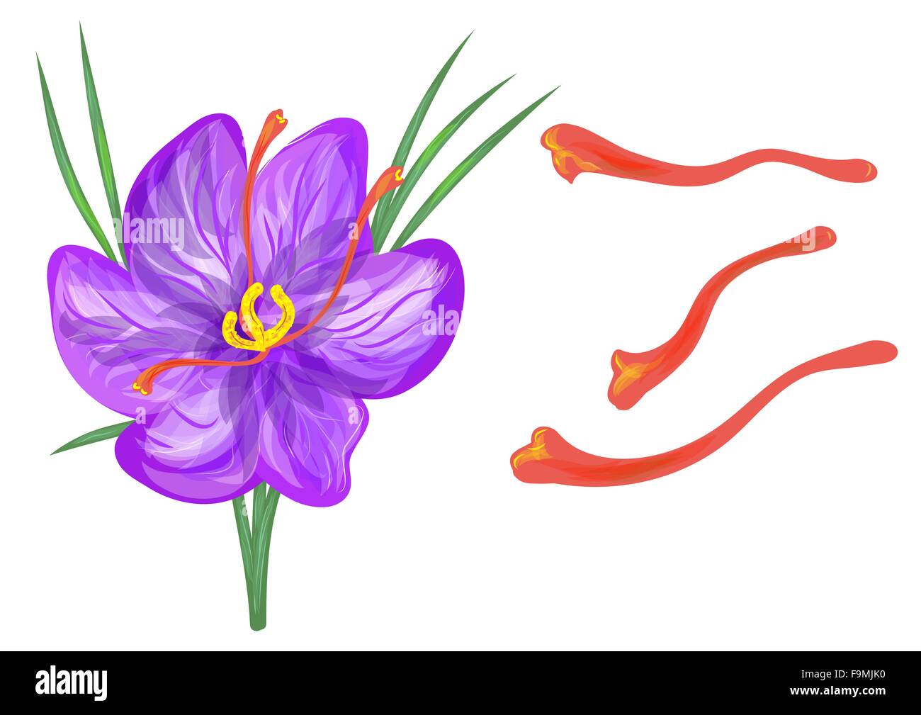 Saffron flower Stock Vector Images Alamy